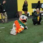 October 27 2012 Eugene OR USA Oregon Ducks mascot entertains at halftime against the Colorado Buffaloes at Autzen Stadium. Mandatory Credit Scott Olmos US PRESSWIRE